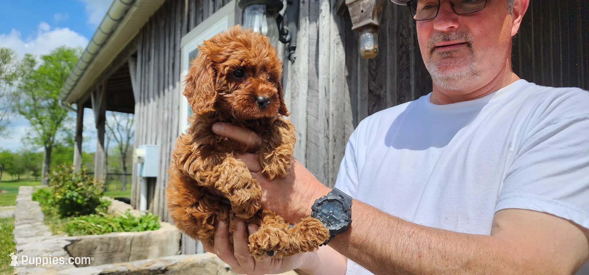 Ckc bridgette – Irish Doodle puppy for sale in Murfreesboro, TN