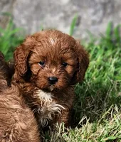 Brick, a male Cavapoo for sale in Murfreesboro, TN – 1 of 1