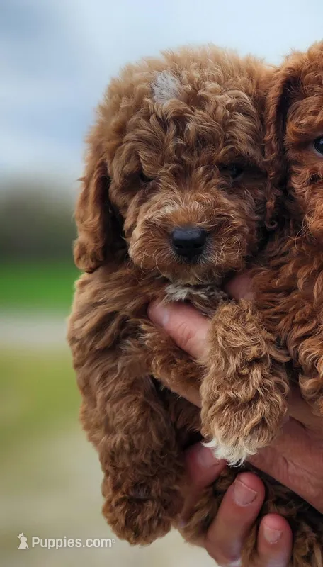 Akc oz – Poodle - Miniature  puppy for sale in Murfreesboro, TN