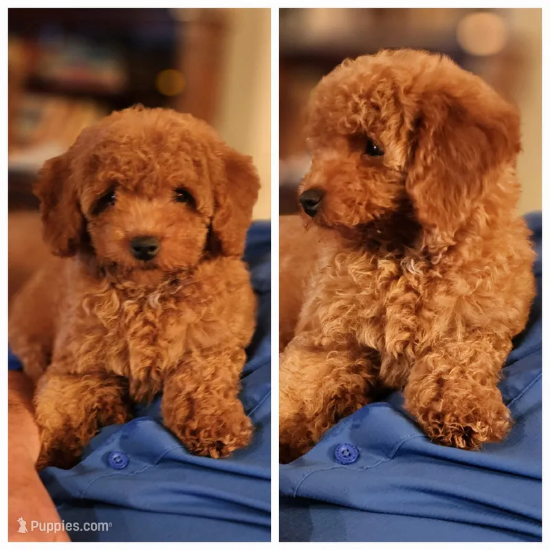 Ckc goldendoodle  – Goldendoodle puppy for sale in Murfreesboro, TN