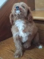 Brick, a male Cavapoo for sale in Murfreesboro, TN – 5 of 5