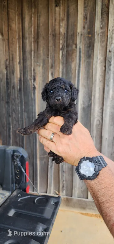 Ckc f1bb toy aussiedoodles  – Miniature Aussiedoodle puppy for sale in Murfreesboro, TN
