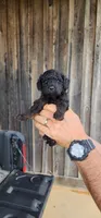 Ckc f1bb toy aussiedoodles , a male Miniature Aussiedoodle for sale in Murfreesboro, TN – Photo 1 of 2