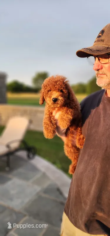 Akc oz – Poodle - Miniature  puppy for sale in Murfreesboro, TN