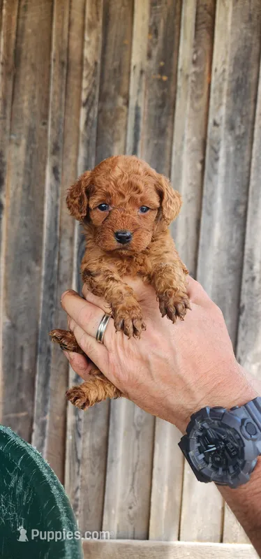 Ckc toy goldendoodle  – Goldendoodle puppy for sale in Murfreesboro, TN