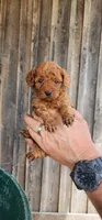 Ckc toy goldendoodle , a female Goldendoodle for sale in Murfreesboro, TN – 1 of 1