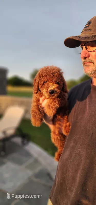 Katie akc – Poodle - Miniature  puppy for sale in Murfreesboro, TN