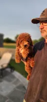 Katie akc, a female Poodle - Miniature  for sale in Murfreesboro, TN – 1 of 1