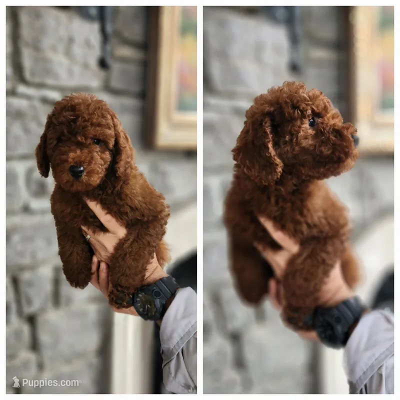 Reba – Poodle - Toy  puppy for sale in Murfreesboro, TN