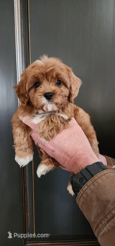 Cavapoo