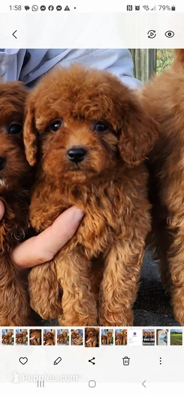 Toy aussiedoodle  – Miniature Aussiedoodle puppy for sale in Murfreesboro, TN