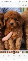 Toy aussiedoodle , a female Miniature Aussiedoodle for sale in Murfreesboro, TN – 1 of 2