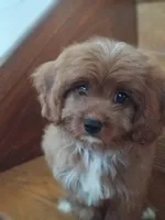 Brick, a male Cavapoo for sale in Murfreesboro, TN – 1 of 5