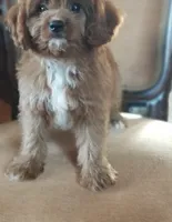 Brick, a male Cavapoo for sale in Murfreesboro, TN – 3 of 5