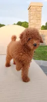 Akc oz, a male Poodle - Miniature  for sale in Murfreesboro, TN – 4 of 5