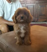 Brick, a male Cavapoo for sale in Murfreesboro, TN – 4 of 5