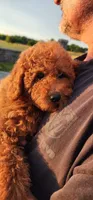 Akc oz, a male Poodle - Miniature  for sale in Murfreesboro, TN – 5 of 5