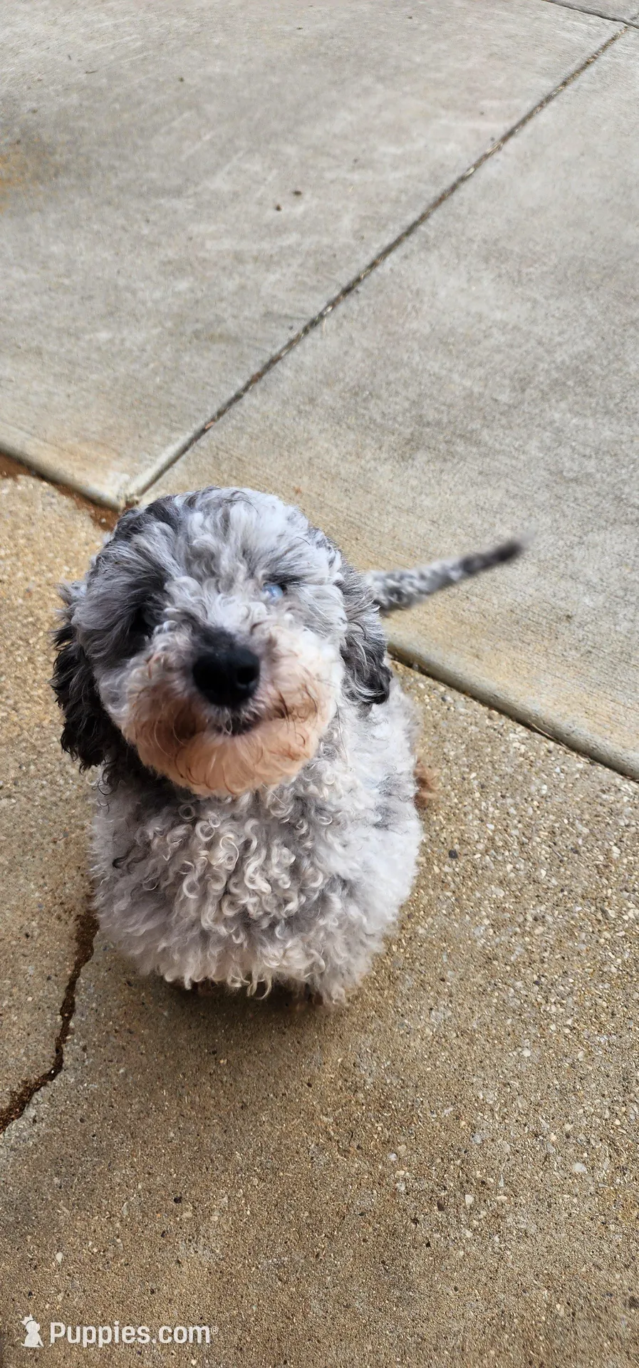 Toy aussiedoodle , a male Miniature Aussiedoodle for sale in Murfreesboro, TN – Photo 2 of 2