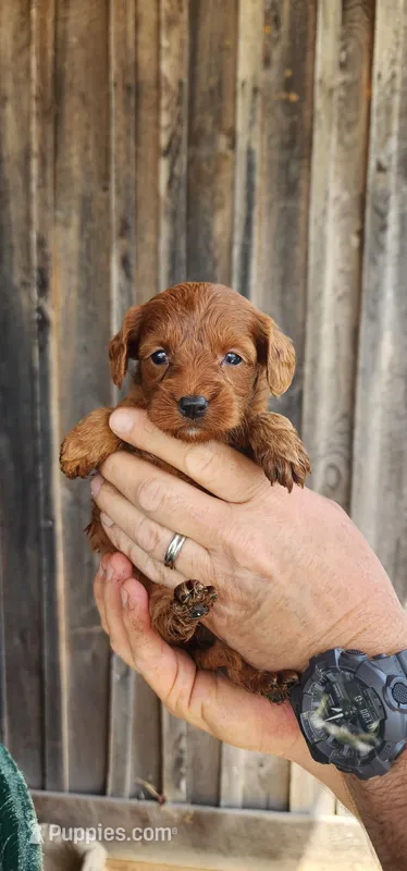 Ckc goldendoodle  – Goldendoodle puppy for sale in Murfreesboro, TN