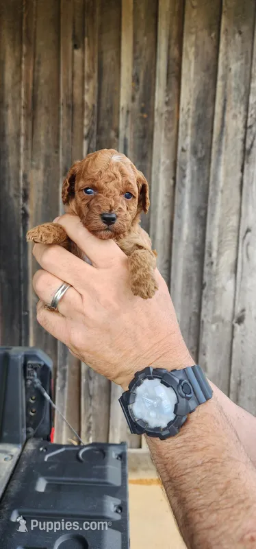 Toy aussiedoodle  – Miniature Aussiedoodle puppy for sale in Murfreesboro, TN