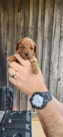 Toy aussiedoodle , a female Miniature Aussiedoodle for sale in Murfreesboro, TN – 1 of 1