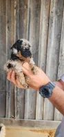 Toy aussiedoodle , a male Miniature Aussiedoodle for sale in Murfreesboro, TN – Photo 1 of 2
