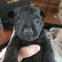 Goob, a male Scottish Terrier for sale in Wapella, IL – 1 of 1