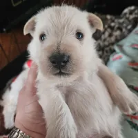 Hugo, a male Scottish Terrier for sale in Wapella, IL – Photo 3 of 4