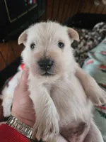 processed/ea9f0cbd-4403-484a-b825-e10589d6408b/listing/d5b25747-1f90-4a04-9db7-fda0bf6cce0f/2c5feeed-f9d6-42c3-a639-503f3568216a