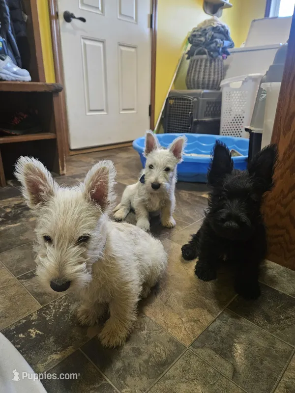 Hugo – Scottish Terrier puppy for sale in Wapella, IL