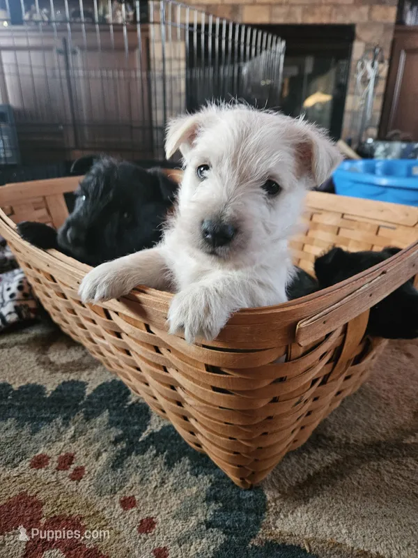Hugo, a male Scottish Terrier for sale in Wapella, IL – Photo 1 of 3