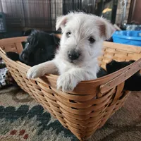 Hugo, a male Scottish Terrier for sale in Wapella, IL – Photo 2 of 4