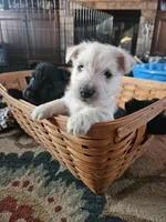 Hugo, a male Scottish Terrier for sale in Wapella, IL – Photo 1 of 3
