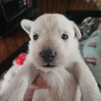 Hugo, a male Scottish Terrier for sale in Wapella, IL – Photo 4 of 4