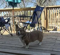 Georgia Gwen Rose, a female Pembroke Welsh Corgi for sale in Independence, MO – Photo 1 of 5