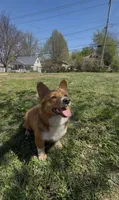 Georgia Gwen Rose, a female Pembroke Welsh Corgi for sale in Independence, MO – Photo 2 of 5