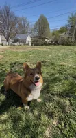 Georgia Gwen Rose, a female Pembroke Welsh Corgi for sale in Independence, MO – Photo 3 of 5