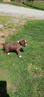 Otis, a male Boxer for sale in Williamsburg, KY – Photo 8 of 9