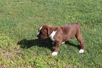 Otis, a male Boxer for sale in Williamsburg, KY – Photo 7 of 9