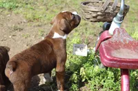 Otis, a male Boxer for sale in Williamsburg, KY – Photo 5 of 9