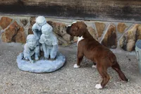 Otis, a male Boxer for sale in Williamsburg, KY – Photo 6 of 9