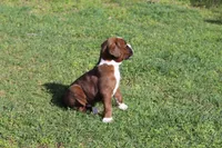 Otis, a male Boxer for sale in Williamsburg, KY – Photo 3 of 9