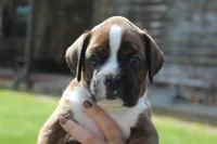 Otis, a male Boxer for sale in Williamsburg, KY – Photo 2 of 9