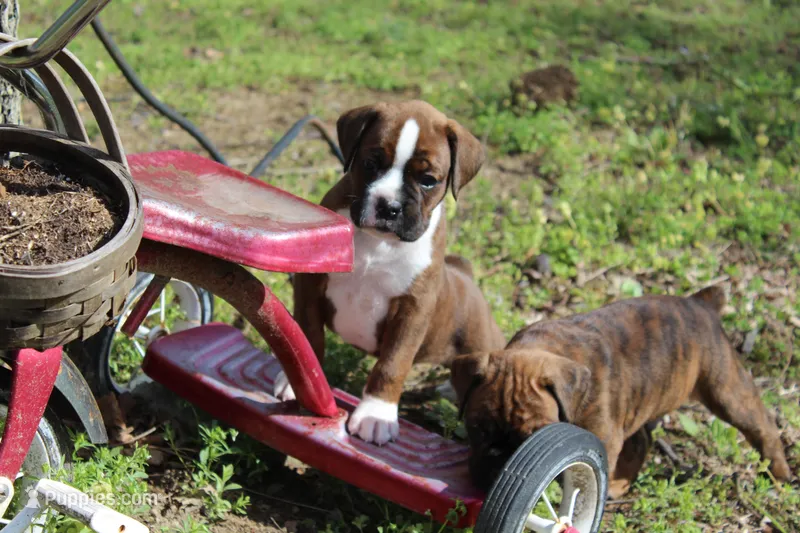 Otis – Boxer puppy for sale in Williamsburg, KY