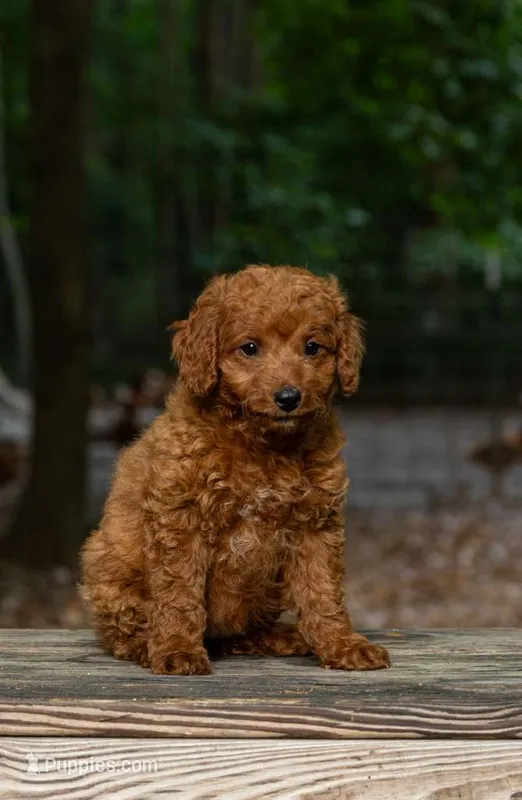 Queen  – Cockapoo puppy for sale in Virginia Beach, VA
