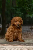 Queen , a female Cockapoo for sale in Virginia Beach, VA – 1 of 1