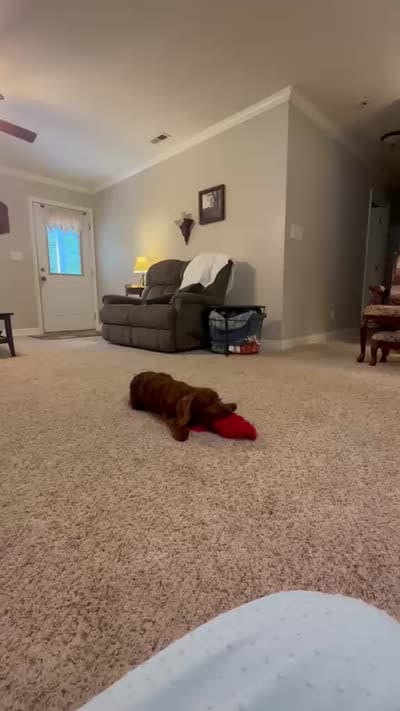 Rusty, a male Cockapoo for sale in Virginia Beach, VA – 2 of 2
