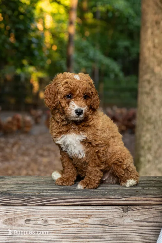 Annie – Cockapoo puppy for sale in Virginia Beach, VA