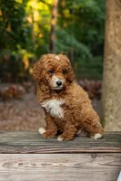 Annie, a female Cockapoo for sale in Virginia Beach, VA – 1 of 1