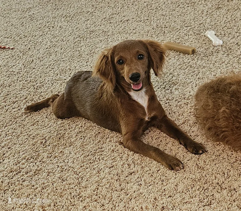 Bella – Cockapoo puppy for sale in Virginia Beach, VA